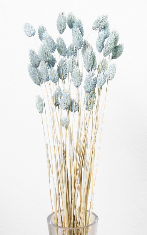 Phalaris Glanzgras Trockenblumen