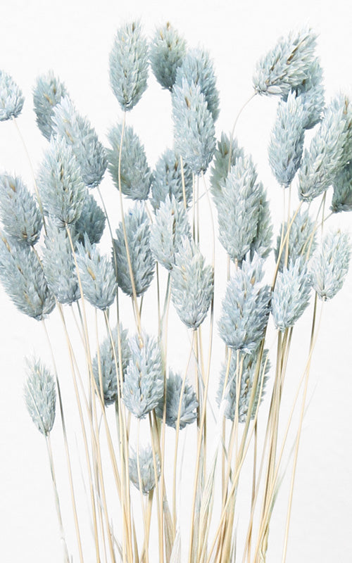 Phalaris hellblau Bund | Trockenblumen | ca. 50 cm