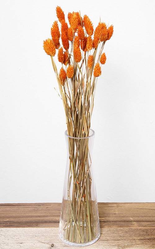 Phalaris orange Bund | Trockenblumen