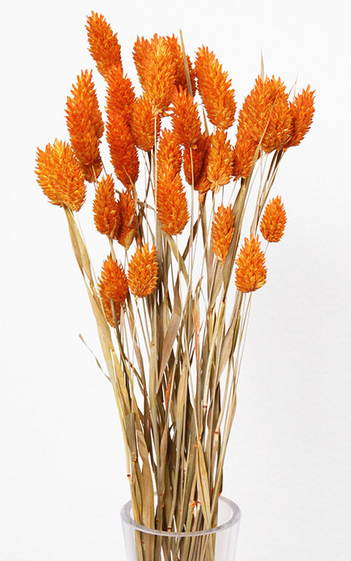 Phalaris Glanzgras Trockenblumen