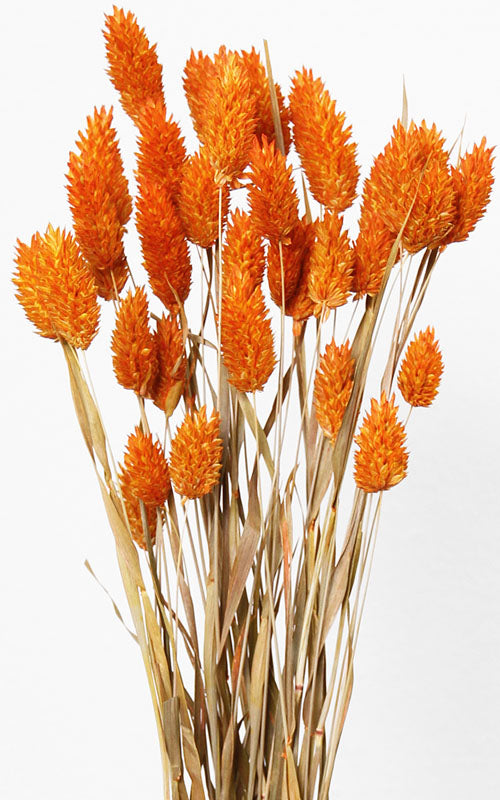 Phalaris orange Bund | Trockenblumen