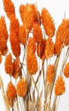 Phalaris orange Bund | Trockenblumen