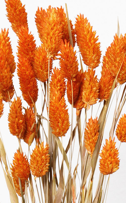 Phalaris orange Bund | Trockenblumen
