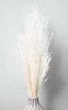 Munnigras creme-weiß Bund | Trockenblumen | ca. 50 cm