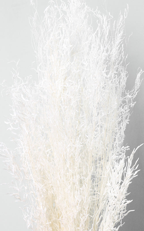 Munnigras creme-weiß Bund | Trockenblumen | ca. 50 cm