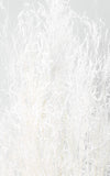 Munnigras creme-weiß Bund | Trockenblumen | ca. 50 cm