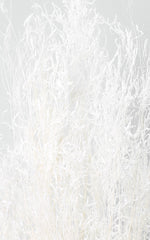 Munnigras creme-weiß Bund | Trockenblumen | ca. 50 cm