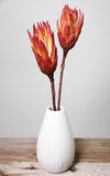 Protea Compacta rot | Trockenblumen