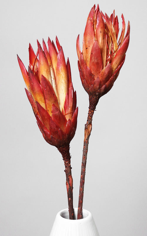 Protea Federbusch Silberbaum Trockenblumen