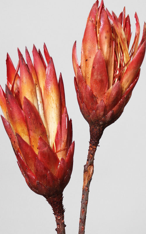 Protea Compacta rot | Trockenblumen