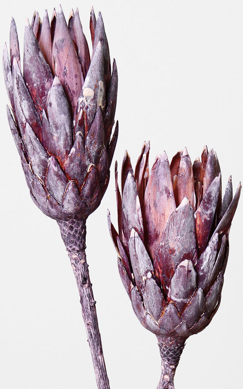 Protea Compacta plum | Trockenblumen | ca. 20-30 cm