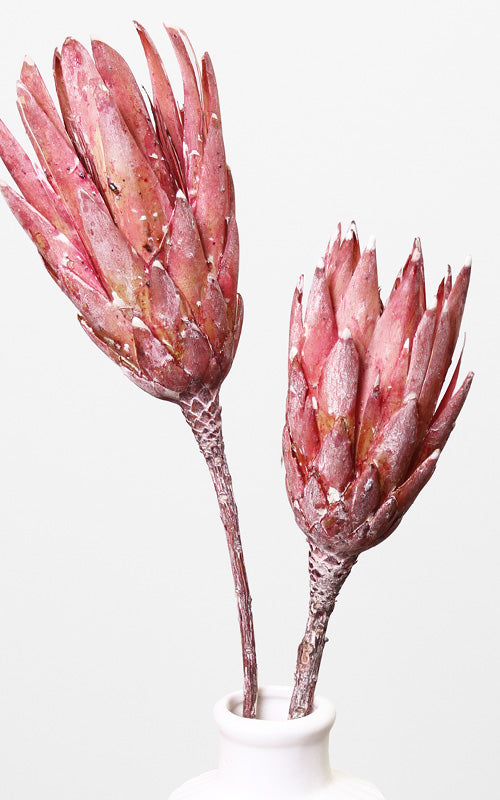 Protea Compacta dunkelrosa | ca. 20-30 cm