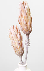 Protea Federbusch Silberbaum Trockenblumen
