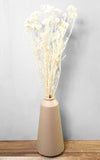 Rice Flower Trockenblumen