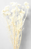 Rice Flower Trockenblumen