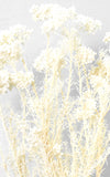 Rice Flower Trockenblumen