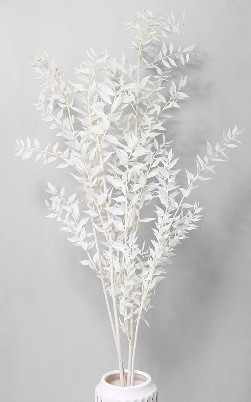 Ruscus creme-weiß Trockenblumen kaufen – Misses Flower
