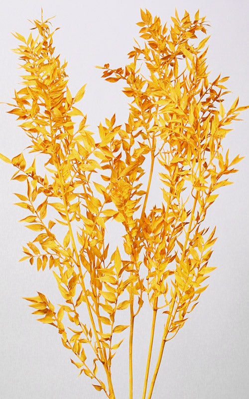 Ruscus gelb | Trockenblumen | ca. 50 cm