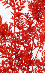 Ruscus rot | Trockenblumen | ca. 50 cm