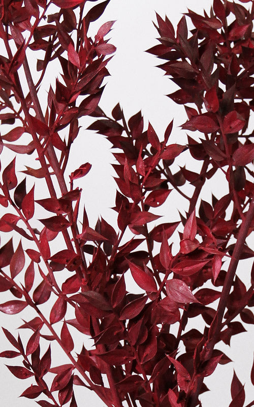 Ruscus bordeaux | Trockenblumen | ca. 50 cm