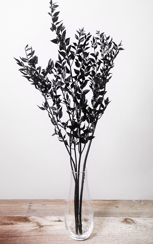 Ruscus schwarz | Trockenblumen | ca. 50 cm
