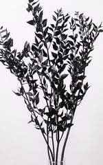 Ruscus Trockenblumen