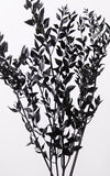 Ruscus schwarz | Trockenblumen | 1 Stiel