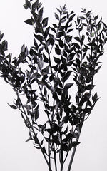 Ruscus schwarz | Trockenblumen | ca. 50 cm