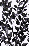 Ruscus schwarz | Trockenblumen | 1 Stiel