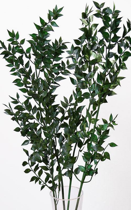 Ruscus dunkelgrün 1 Stiel | Trockenblumen | ca. 50 cm
