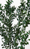 Ruscus dunkelgrün 1 Stiel | Trockenblumen | ca. 50 cm