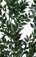 Ruscus dunkelgrün 1 Stiel | Trockenblumen | ca. 50 cm
