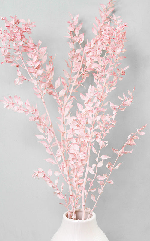 Ruscus Trockenblumen