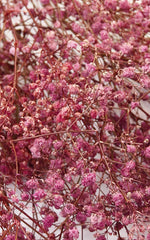 Schleierkraut rosa-rot kleiner Bund