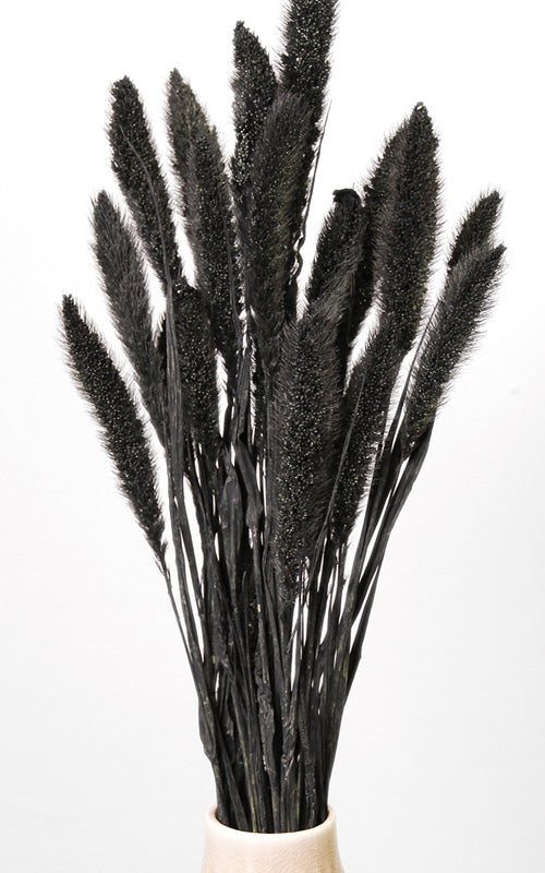 Setaria Trockenblumen
