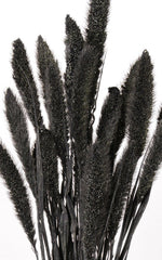 Setaria schwarz Trockenblumen | ca. 50 cm