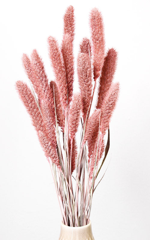Setaria Trockenblumen