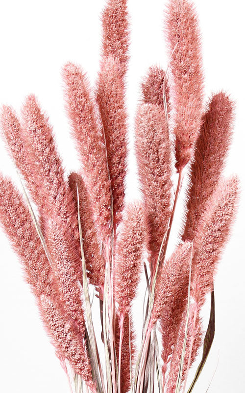 Setaria Trockenblumen