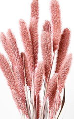 Setaria Trockenblumen