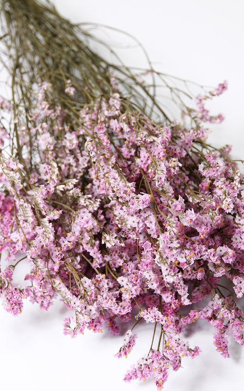 Limonium Trockenblumen