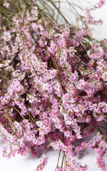 Limonium Trockenblumen