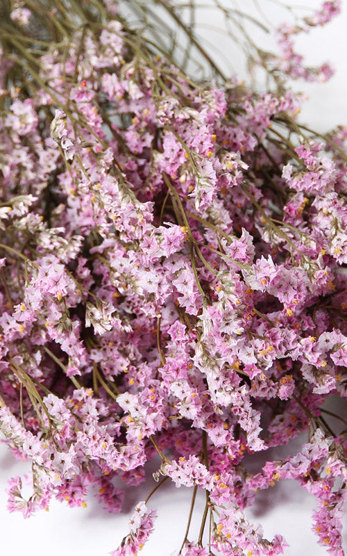 Limonium Trockenblumen
