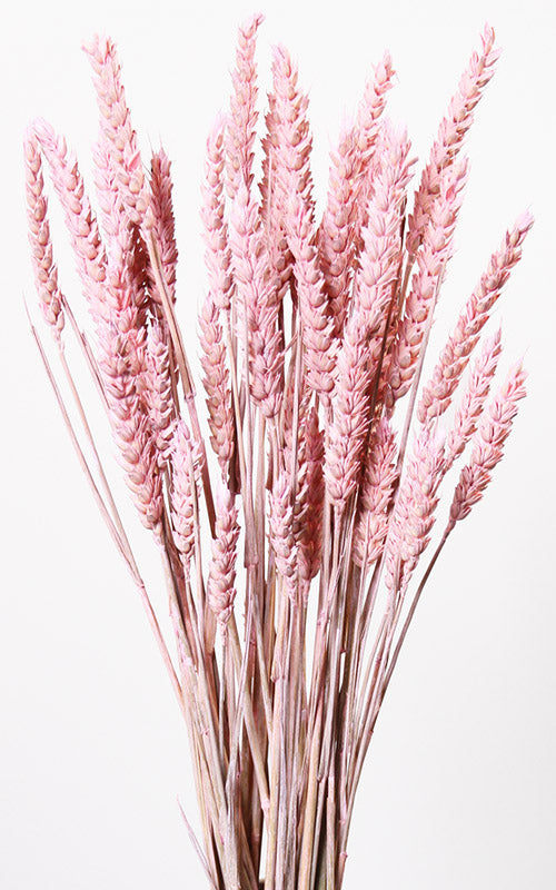 Weizen rosa Bund | ca. 50 cm lang