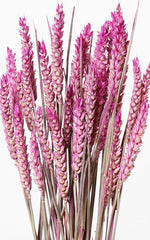 Weizen pink washed Bund | Trockenblumen | ca. 50 cm