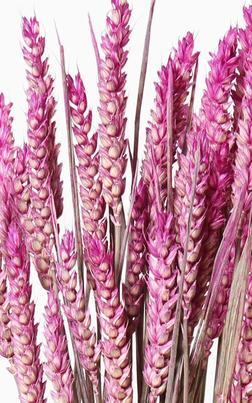 Weizen pink washed Bund | Trockenblumen | ca. 50 cm